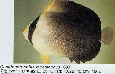 Chaetodontoplus mesoleucus
